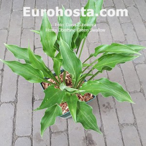 Hosta Oberland Green Swallow