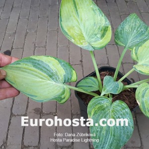 Hosta Paradise Lightning