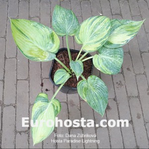 Hosta Paradise Lightning