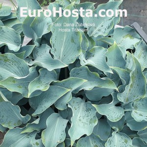 Hosta Titanium