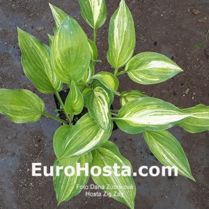 Hosta Zig Zag