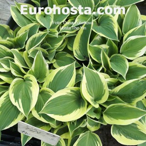 Hosta Yin