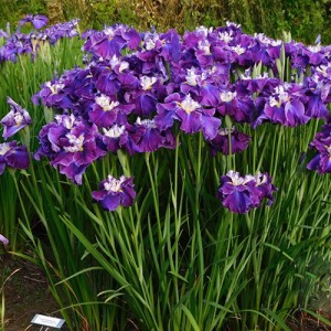 Iris ensata Frosted Intrigue