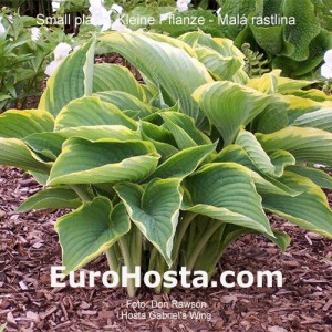 hosta Gabriel´s Wing