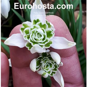 galanthus flore pleno