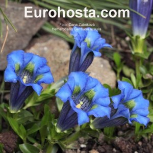 Gentiana acaulis