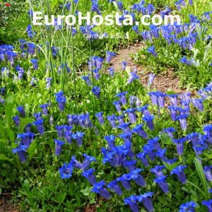 Gentiana acaulis