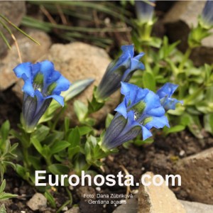 Gentiana acaulis