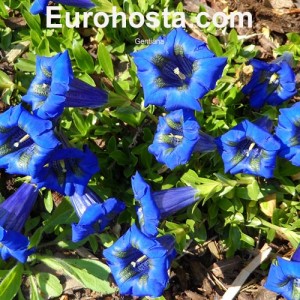 Gentiana acaulis