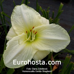 Hemerocallis Gentle Shepherd 