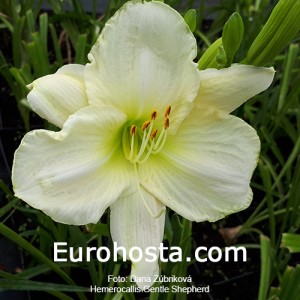 Hemerocallis Gentle Shepherd 