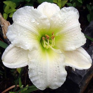 Hemerocallis Gentle Shepherd 