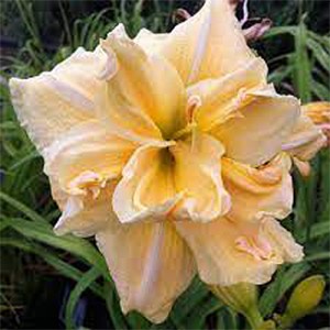 Hemerocallis Vanilla Fluff