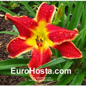 Hemerocallis Betty Winkler