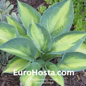 Hosta Heat Wave - Eurohosta