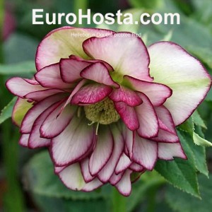 Helleborus Double picotee Red