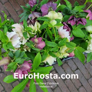 Helleborus MIX