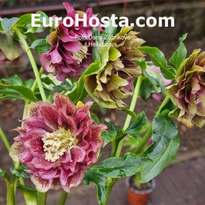 Helleborus MIX