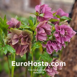 Helleborus MIX