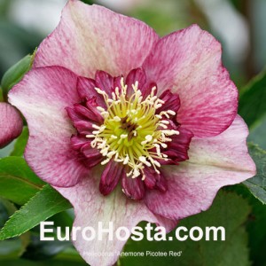 Helleborus Anemone Picotee Red