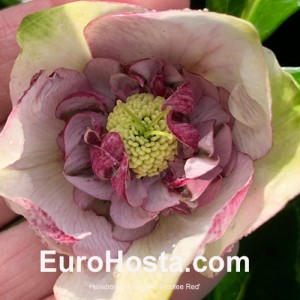 Helleborus Anemone Picotee Red