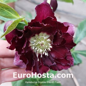 Helleborus Double Ellen Flash