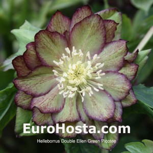 Helleborus Double Ellen Green Picotee 