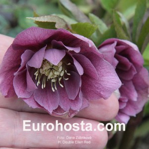 Helleborus orientalis Double Ellen Red