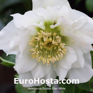 Helleborus Double Ellen White Shades