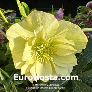 Helleborus orientalis Double Ellen Yellow