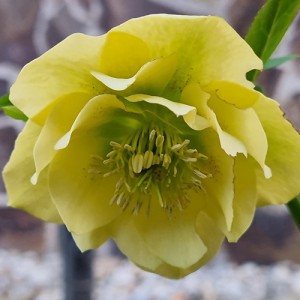 Helleborus orientalis Double Ellen Yellow