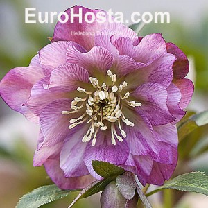 Helleborus Double Pink