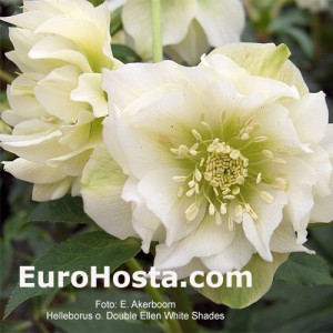 Helleborus Double Ellen White Shades