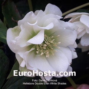 Helleborus Double Ellen White Shades