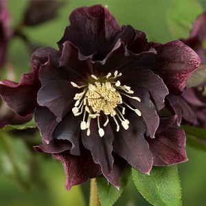 Helleborus Double Ellen Purple Shades