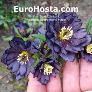 Helleborus Double Ellen Purple