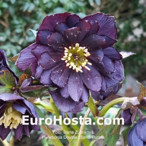 Helleborus Double Ellen Purple