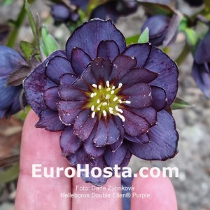 Helleborus Double Ellen Purple