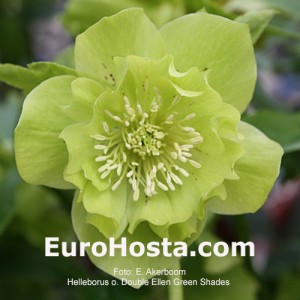 Helleborus Double Ellen Green Shades