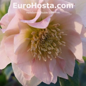 Helleborus Double Ellen Pink