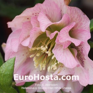 Helleborus Double Ellen Pink Shades 