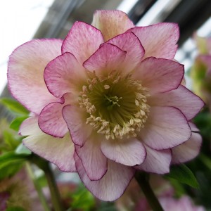 Helleborus Double Ellen Pink Shades 