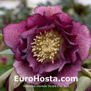 Helleborus orientalis Double Ellen Red