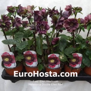 Helleborus orientalis Double Ellen Red Shades