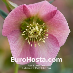 Helleborus Pretty Ellen Pink