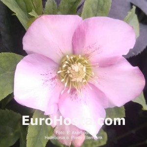 Helleborus Pretty Ellen Pink