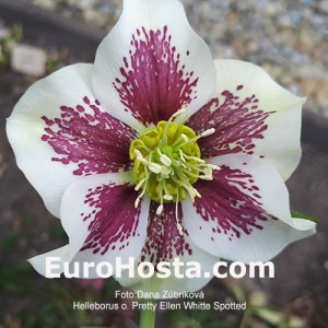 Helleborus Pretty Ellen White Spotted