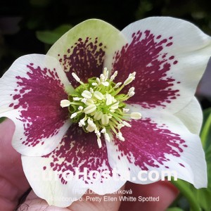 Helleborus Pretty Ellen White Spotted