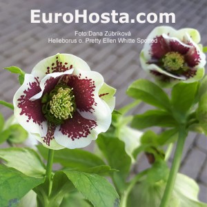 Helleborus Pretty Ellen White Spotted