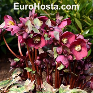 Helleborus Red